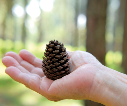 Stock photo of a pinecone